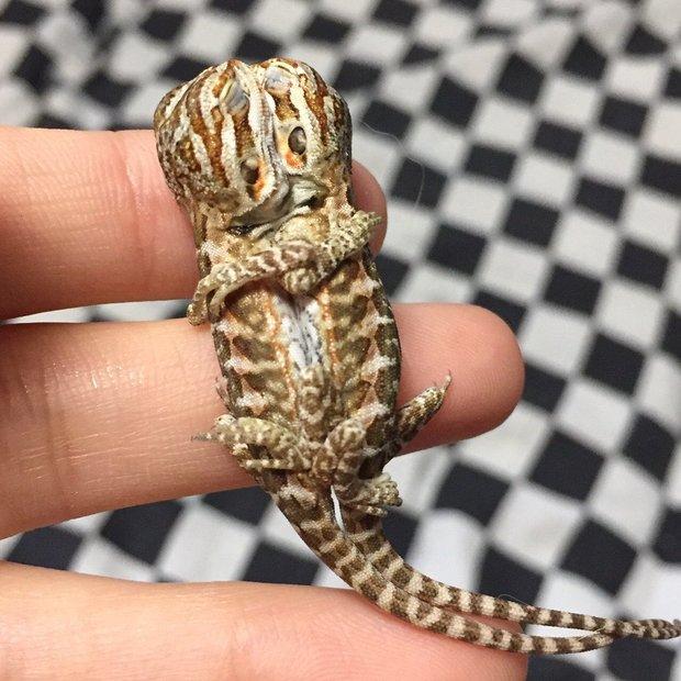 虽然说看起来这对连体婴宝宝真的超级可爱,但也有网友担心它们会不会