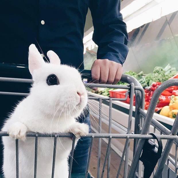 带兔兔去超市逛街自己推推车买红萝卜的模样,真的萌到让人喷鼻血