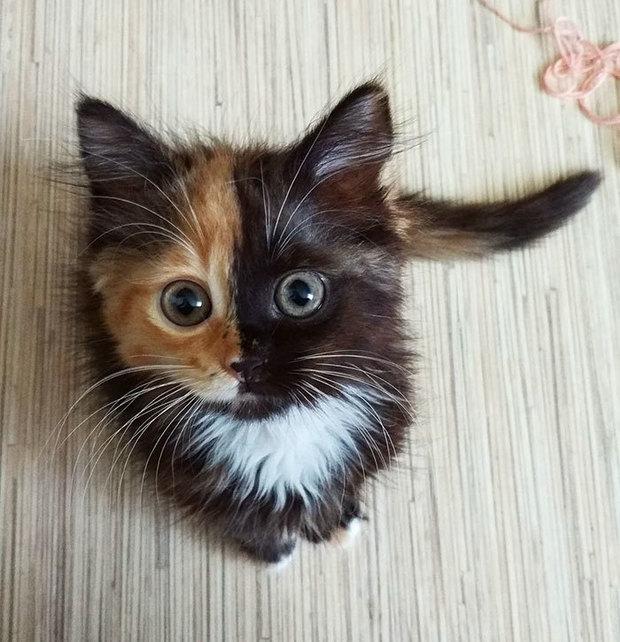 出生时墨水不够了?超可爱猫咪天生自带阴阳脸!