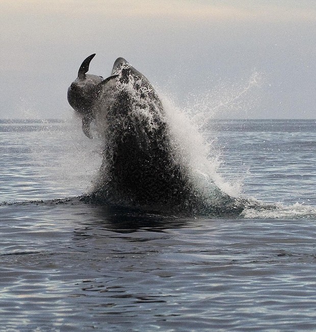 虎鲸跃出水面捕食海豚,场面震撼