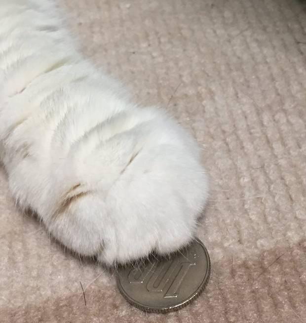 喵星人一脸严肃的盯着铲屎官,慢慢的伸出猫爪,走近一看笑喷!