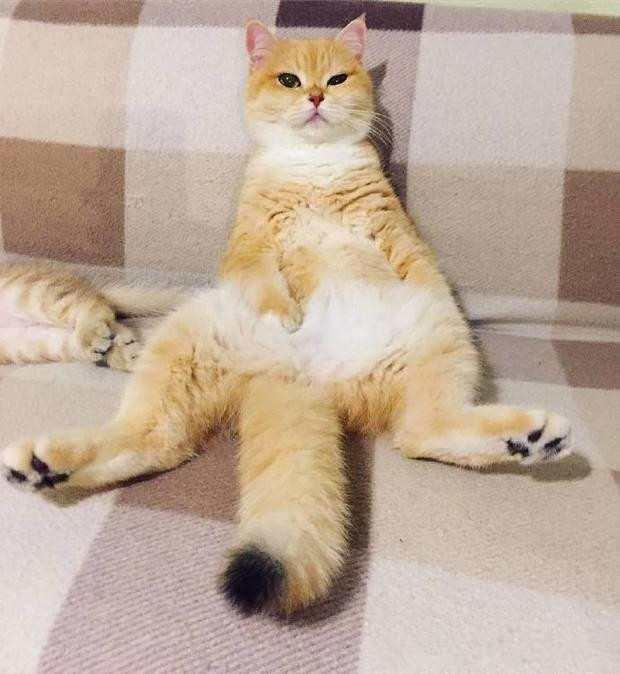 看到小猫崽都睡着了 母猫立刻卸下慈母的表情瘫倒沙发上