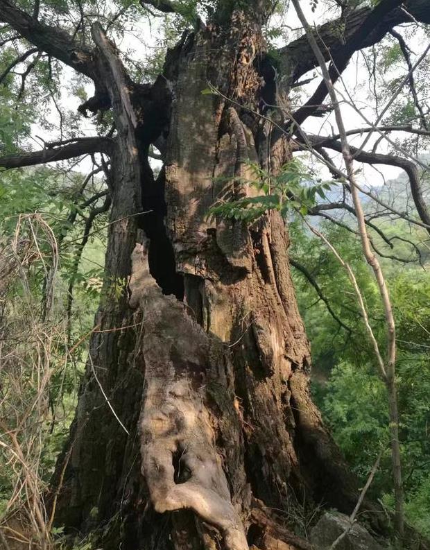 这些千年古树拿出一棵在别的地方可能不得了,在山西却随处可见|古树|古槐|阳城_新浪新闻