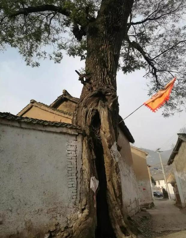 这些千年古树拿出一棵在别的地方可能不得了，在山西却随处可见