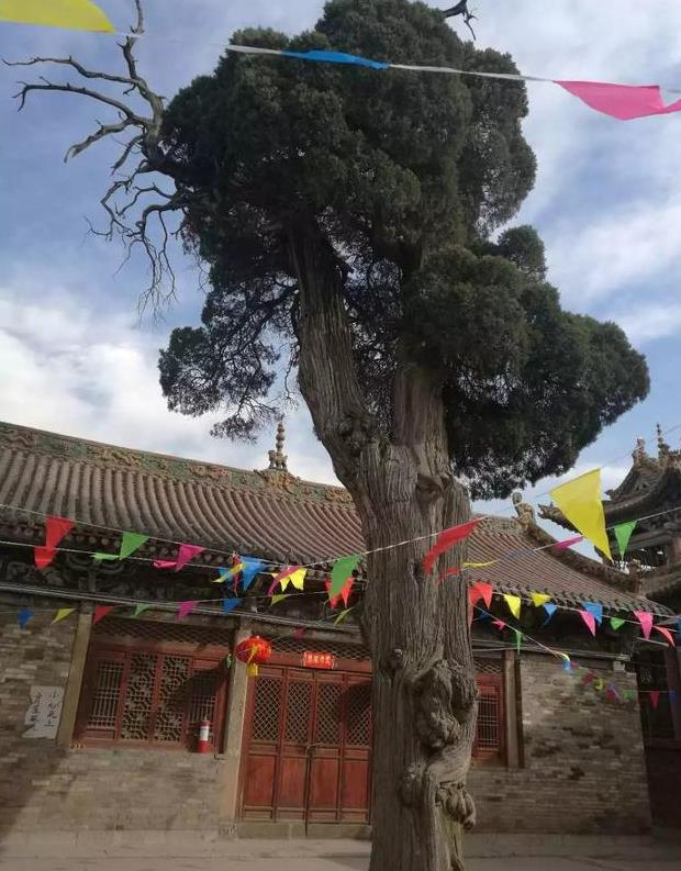 这些千年古树拿出一棵在别的地方可能不得了,在山西却随处可见|古树|古槐|阳城_新浪新闻