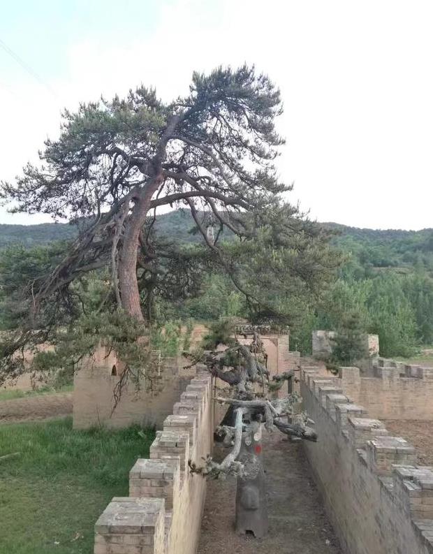这些千年古树拿出一棵在别的地方可能不得了,在山西却随处可见