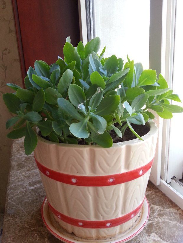 媳妇偷挖了一颗小区内八宝景天,没想到很快爆盆,还长了美丽花球