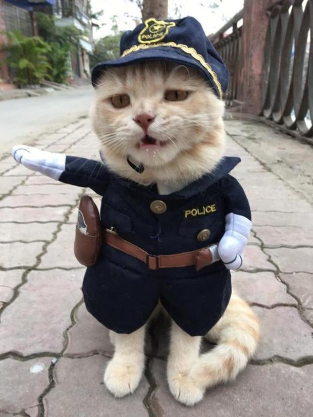 猫咪开警车表情包图片