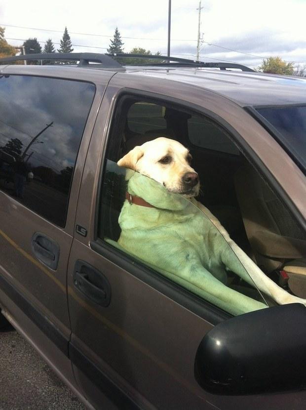 为什么我家狗在练习钢管舞?汪汪搞笑出糗的照片让人完全笑翻!