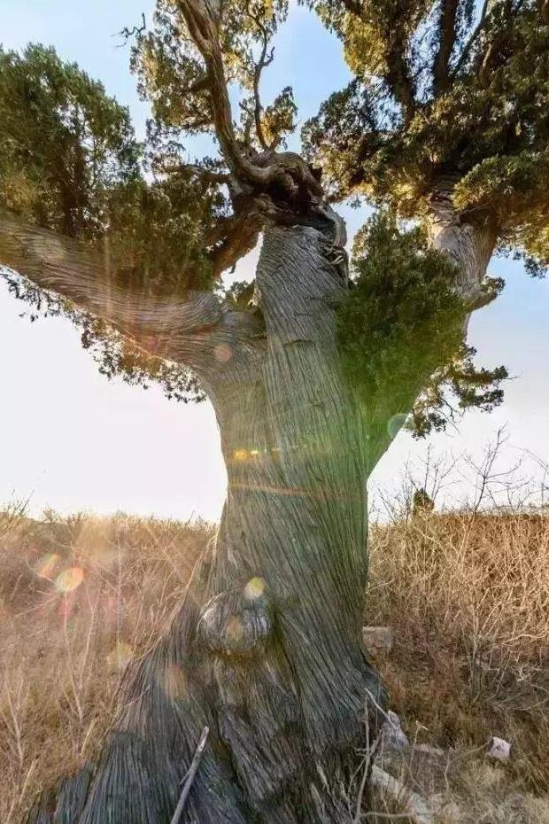 这些千年古树拿出一棵在别的地方可能不得了,在山西却随处可见|古树|古槐|阳城_新浪新闻