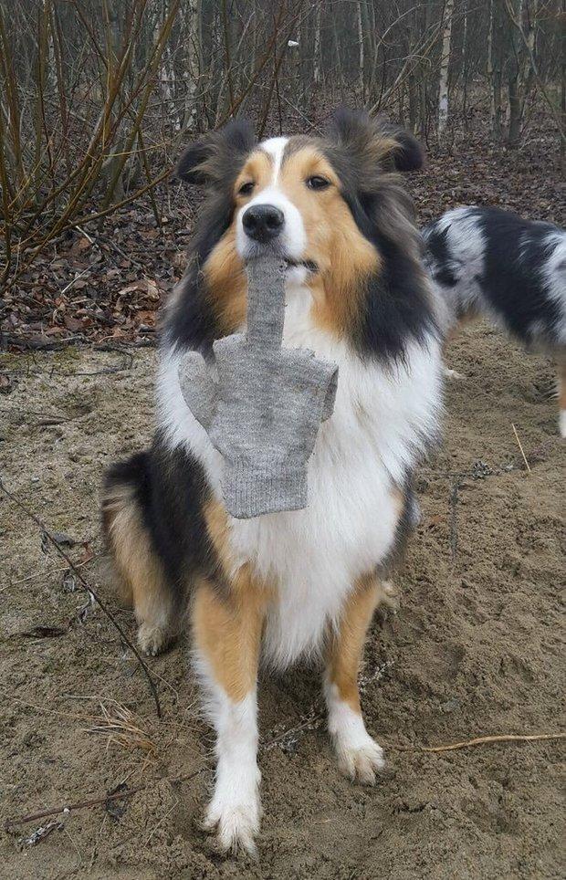 接下来就是见证奇迹的时刻了这9组超爆笑动物图集也保证笑喷啦