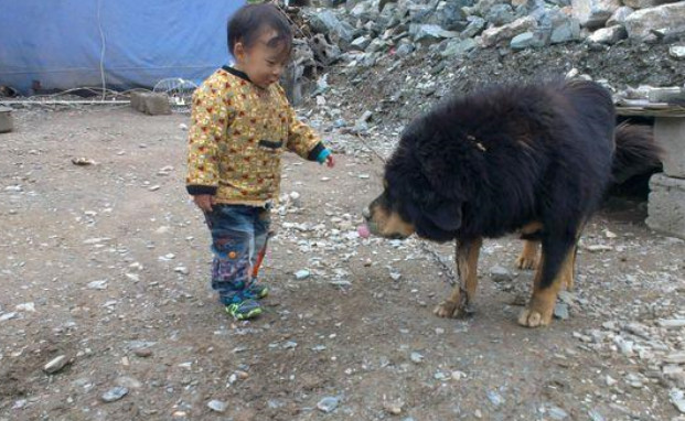 2岁毛孩养了一只12岁的藏獒一人一狗让城里人看着害怕
