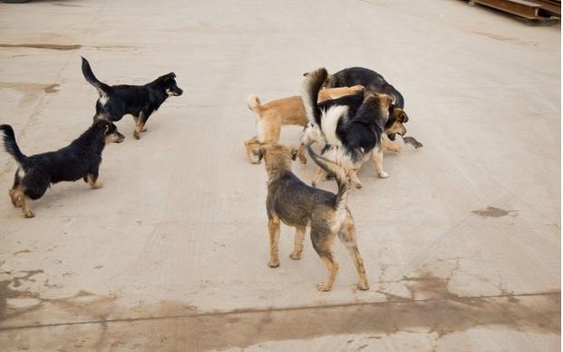 网友求助如何让这群狗别再多管闲事,狗王兴趣是抓老,追着老鼠跑