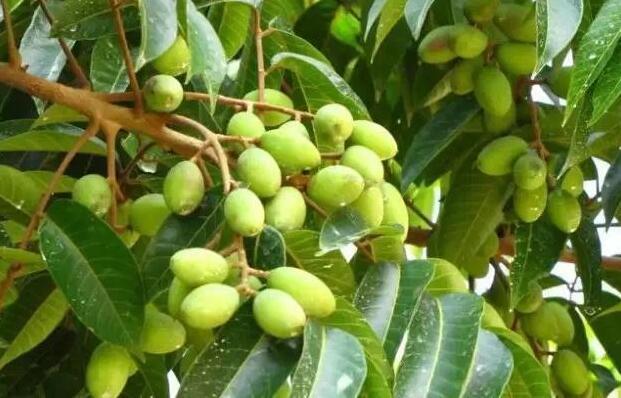 潮汕特色果子,第一口吃了想吐之后就爱上了