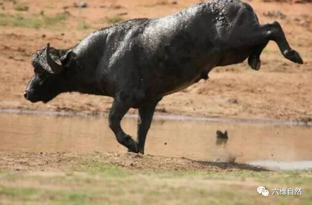 非洲野牛看到河水欢乐夸张动作,就知为何叫无水不欢的水牛