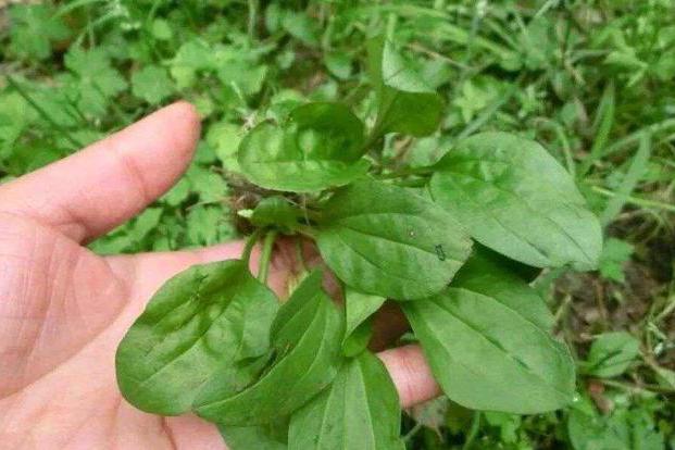 晚上熬夜经常上火记住农村这植物既降火还解毒