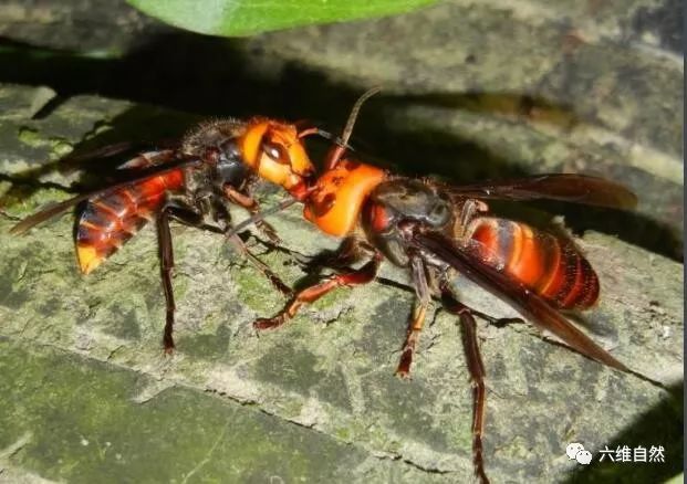 大虎头蜂只能在国外逞威,回来就是泡酒好材料!