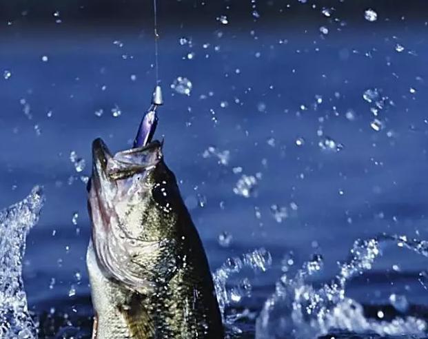 手竿钓鲫鱼,达人教你怎样让大鱼上钩