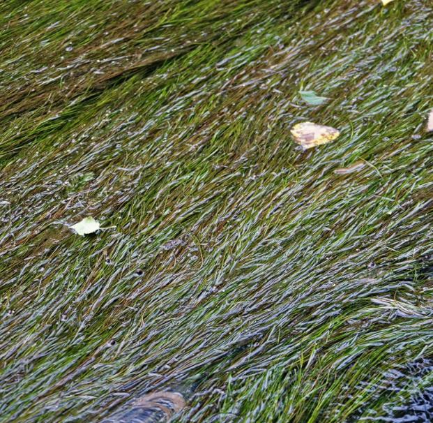 小时候在河塘里游过泳的人看到这些水草还会心有余悸吧?