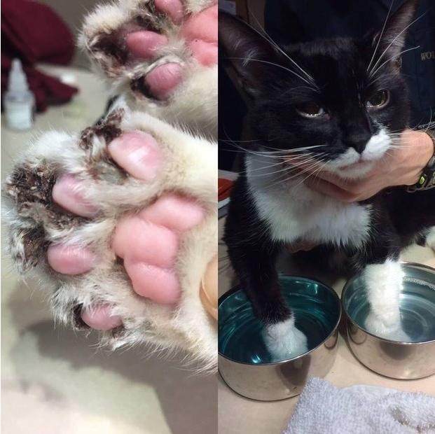 小猫遭弃养还被残忍去爪,看到医生为它治疗时那痛苦的表情心碎了