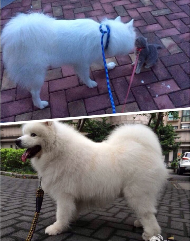 教你几招如何分辨萨摩耶和银狐,别再上当受骗啦!