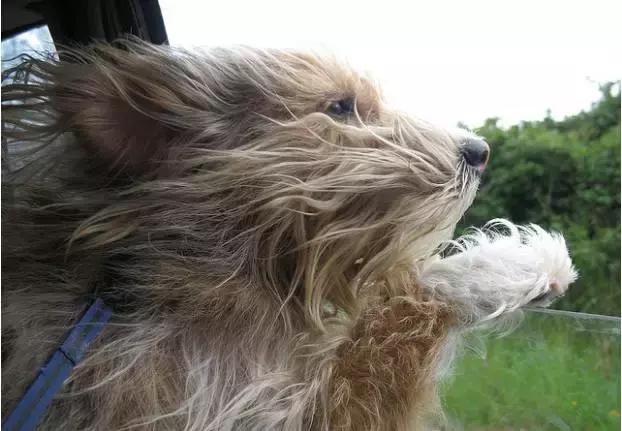 带狗子去兜风汪星人表情如此魔性二哈你真的够了