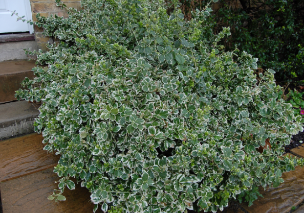 银边扶芳藤银边扶芳藤为卫予科卫矛属的常绿性木质灌木状藤本植物,常