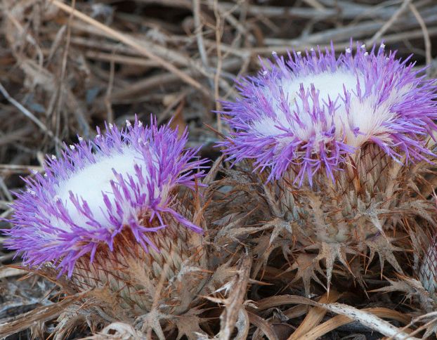 被农村忽略的"黄金草",一斤60元,如今种植的人赚的腰包鼓鼓