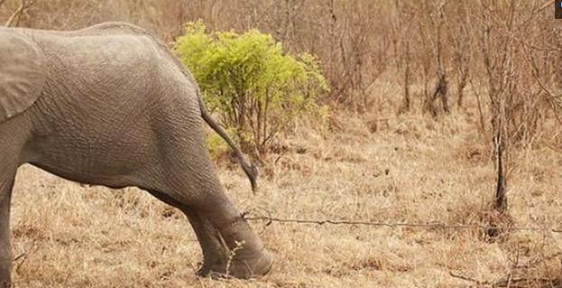 大象带着小象走着,突然小象一脸的惊恐,大象的腿这模样!