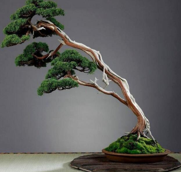 如何获取柏树盆景的素材 柏树盆景的造型注意事项