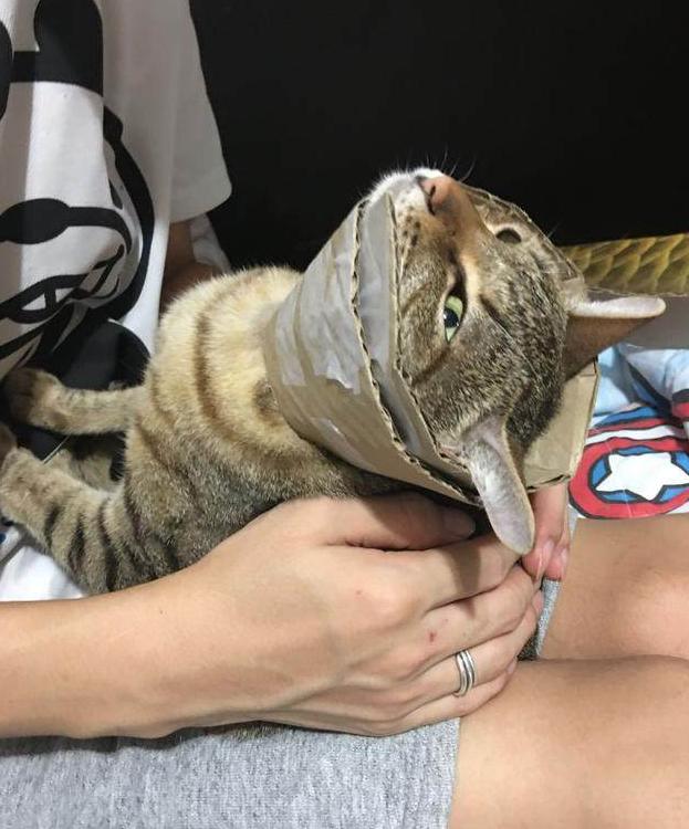 猫咪总是舔舐伤口,主人想出此招,完工后主人看着好得意!