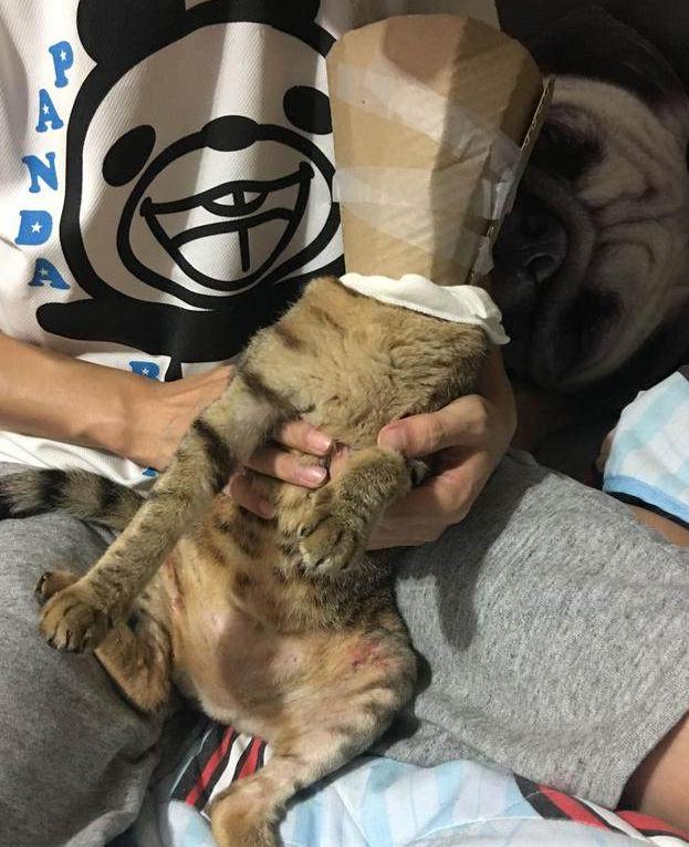 猫咪总是舔舐伤口,主人想出此招,完工后主人看着好得意!
