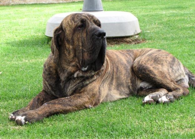 请输入图片描述菲拉巴西莱犬也被称为巴西獒犬,是一只颇具攻击性的狗