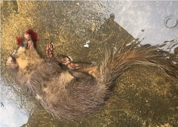 一行人去吃野味,到了远郊的一处农家院,专营各种野味,有龟,蛇,竹鼠