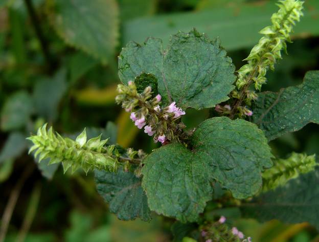 紫苏,浑身是药的野草,都有什么用?