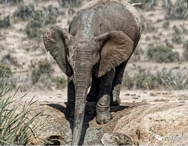 那么长,当小象陷入泥坑时,大象长鼻就发挥了作用,象鼻非常灵活自如