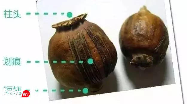 拿上图这几颗草果对比罂粟壳的图片,你会发现,草果的外壳上有细密的纵