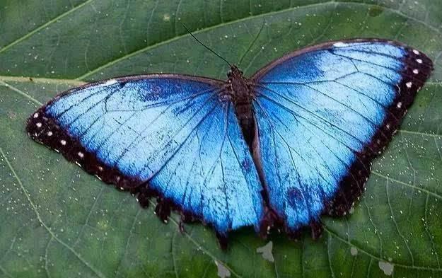 唐朝年间广州海滩发现巨型海蜈蚣一条腿就有120斤重