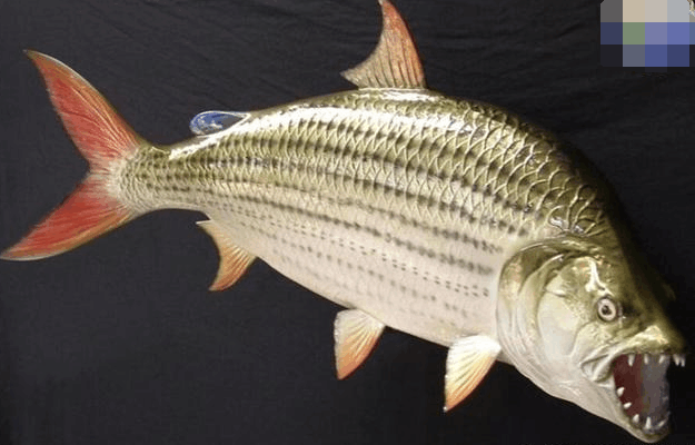 世界上最凶猛的四种淡水鱼, 它堪称食人鱼plus, 食人鱼仅排第四!