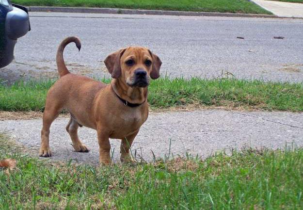 17只超级可爱的腊肠狗混血犬只看它们的小短腿就被萌化了