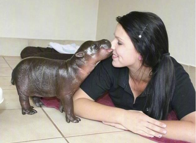 虽然吃草, 但却是世界上最危险的动物|河马|动物|危险_新浪新闻