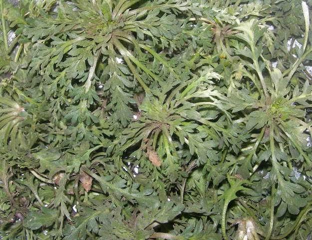 农村开春踏青必挖的野草常见野菜大盘点你吃过几种