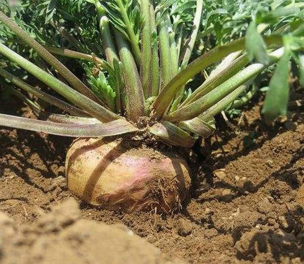 农村山上这几种野味,每一样都特别珍贵,城里有钱都买不到|野味|榛蘑|