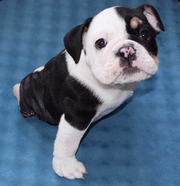 这只萌萌哒美人鱼狗狗,会用一半的身体让你感受双倍的可爱