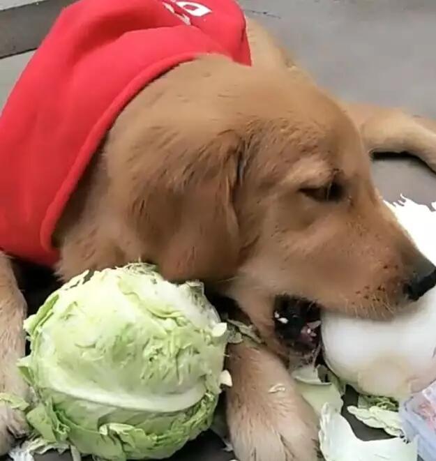 看呆旁边的博美狗狗