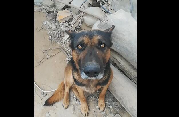 15岁老狗看了一辈子门, 嘴边毛都白了, 却要被主人拉去卖狗肉!