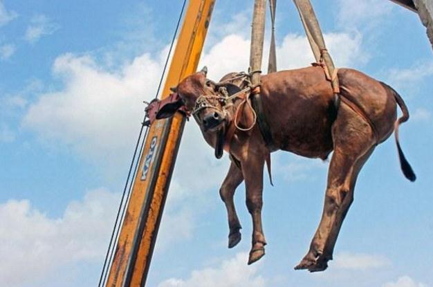 印度男子在异国养牛保佑家宅平安,搬家时却还要用吊车将其带走|平安|