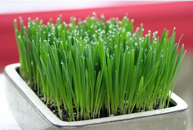 自己动手做,蒲公英大麦青汁 【材料】蒲公英叶,大麦苗【做法】1