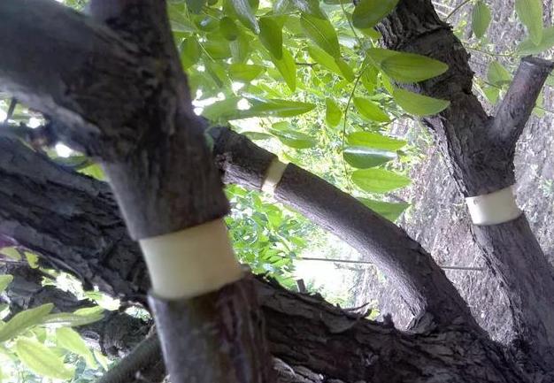 果农注意啦!果树环剥技术和注意事项!一定要学习
