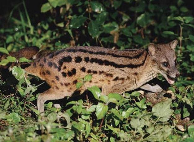 雄性马岛缟狸表现稍有不佳便有可能被雌性马岛缟狸给甩掉